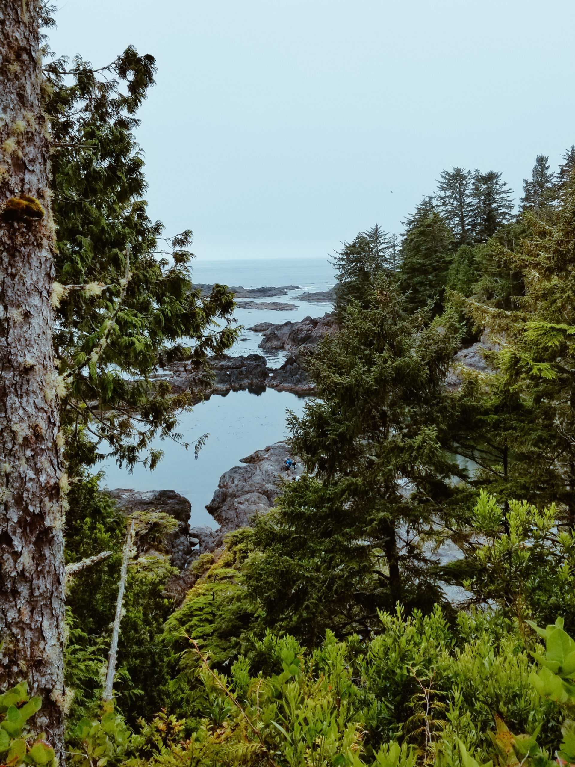 View of evergreen trees and Pacific coastline from the Lighthouse Loop. The sky is overcast.