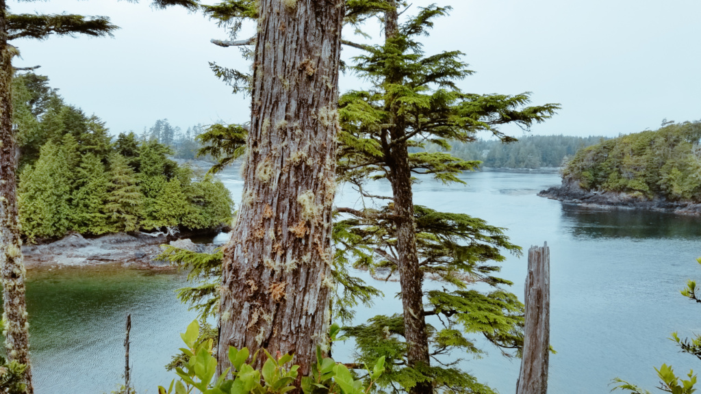 View of evergreen trees and Pacific coastline from the Lighthouse Loop.