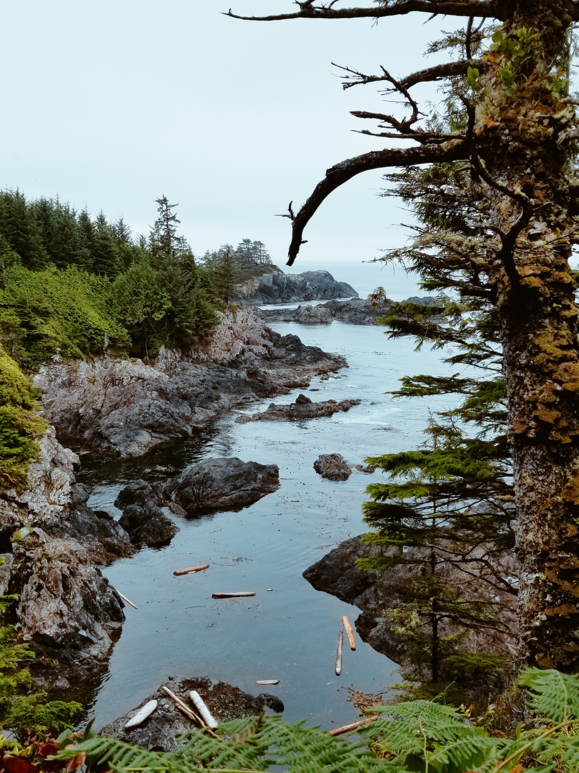 View of evergreen trees and Pacific coastline from the Lighthouse Loop. Deadfall is floating in the tide.