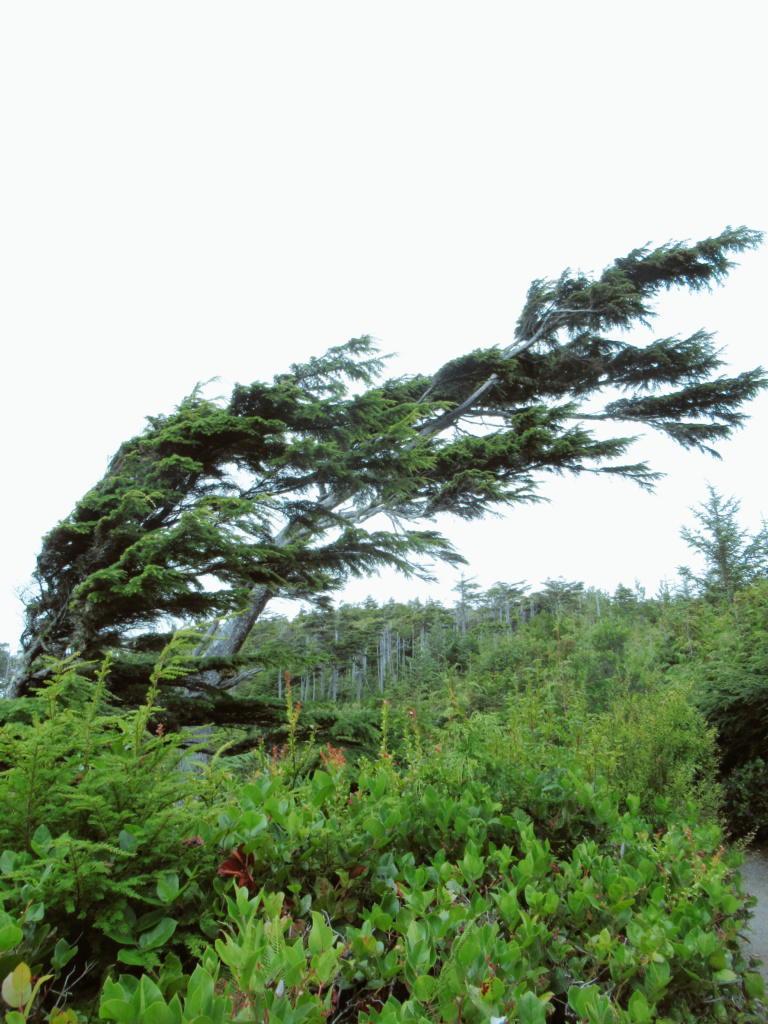 Trees are dramatically growing bent over in half due to wind.